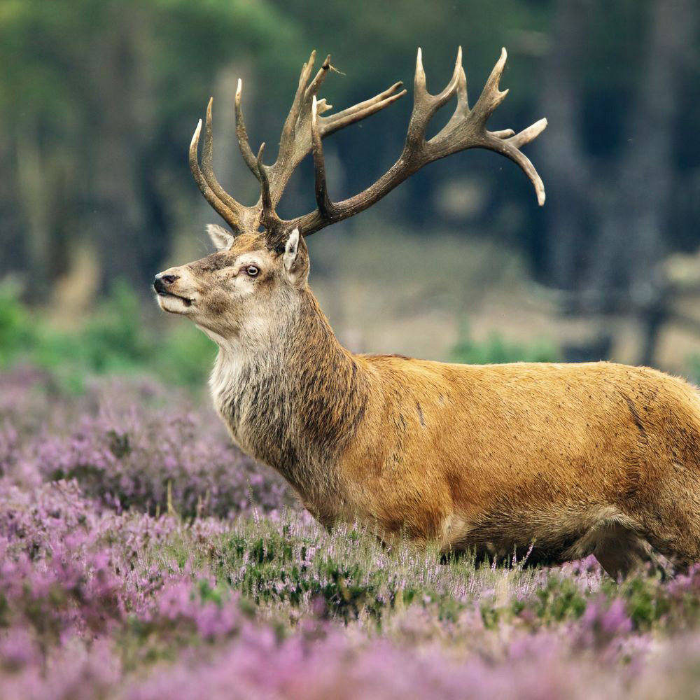 weekendjeweg-veluwe