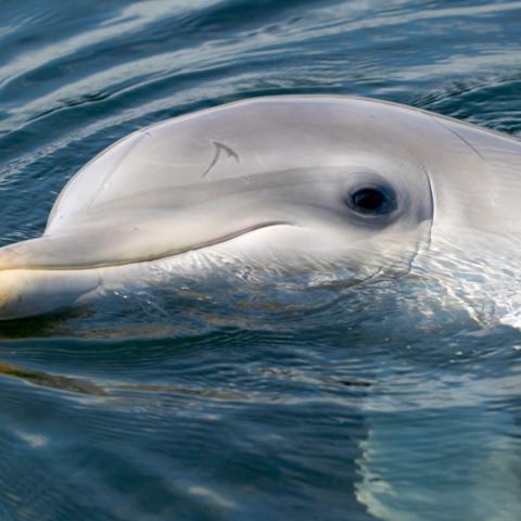 Dolfinarium openingstijden 2019